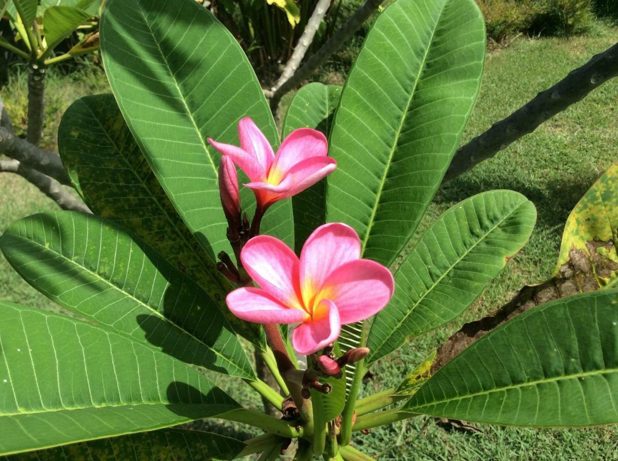 Gite Les Jardins D'Enoha Anse-Bertrand المظهر الخارجي الصورة