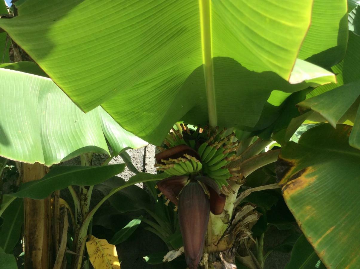 Gite Les Jardins D'Enoha Anse-Bertrand المظهر الخارجي الصورة