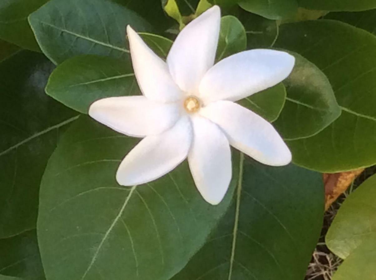 Gite Les Jardins D'Enoha Anse-Bertrand المظهر الخارجي الصورة